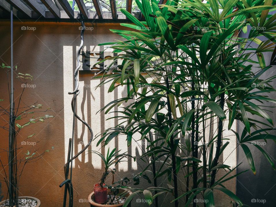 My home office courtyard with open wooden pergola for fresh air and sunlight