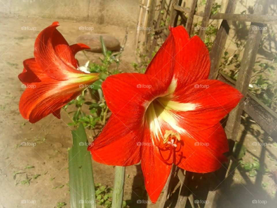 Assams april month seasion flower.