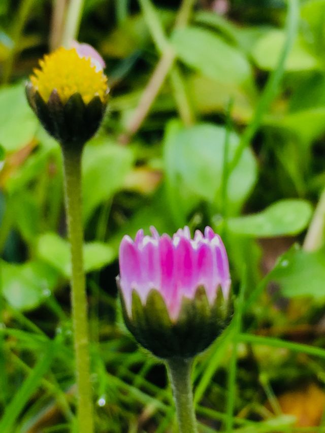 Fiori