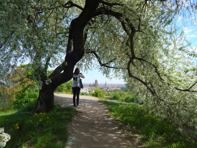 Blooming with white flowers tree growing in view point in Gdansk