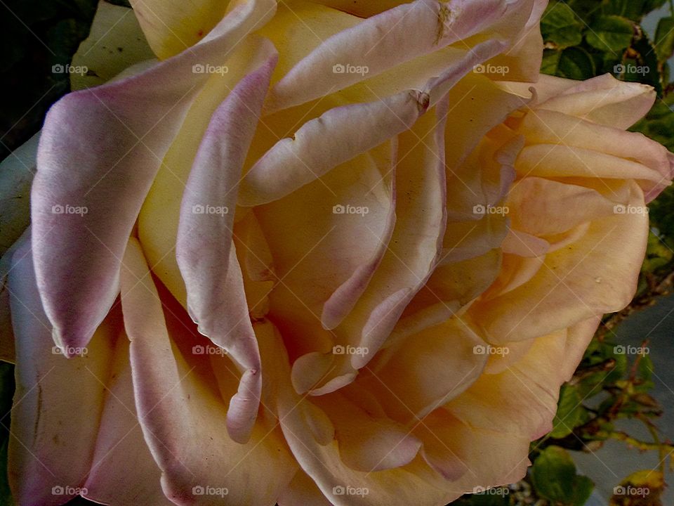 A close up of a pink rose