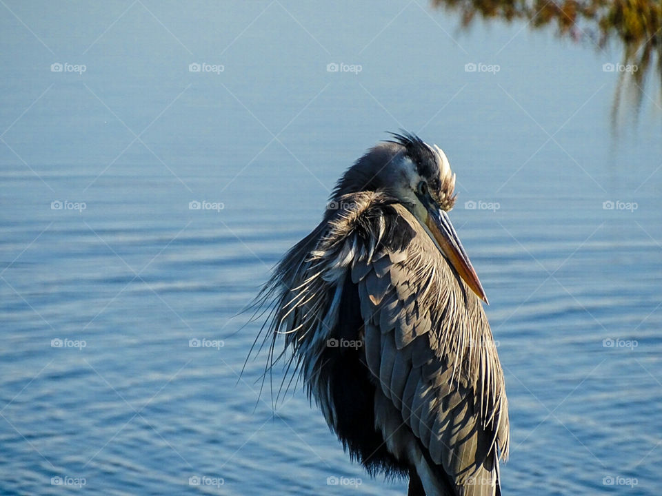 Great Blue Heron cuddling napping sleeping