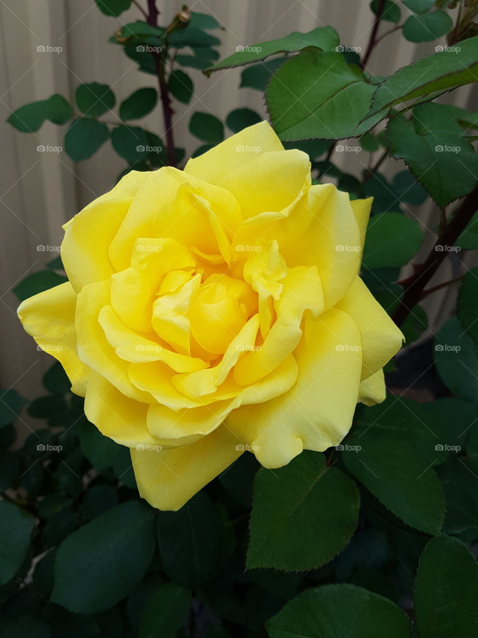 yellow rose
