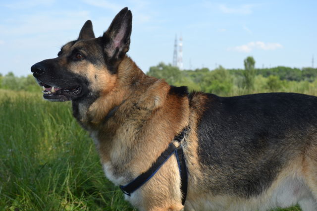 German Shepherd dog