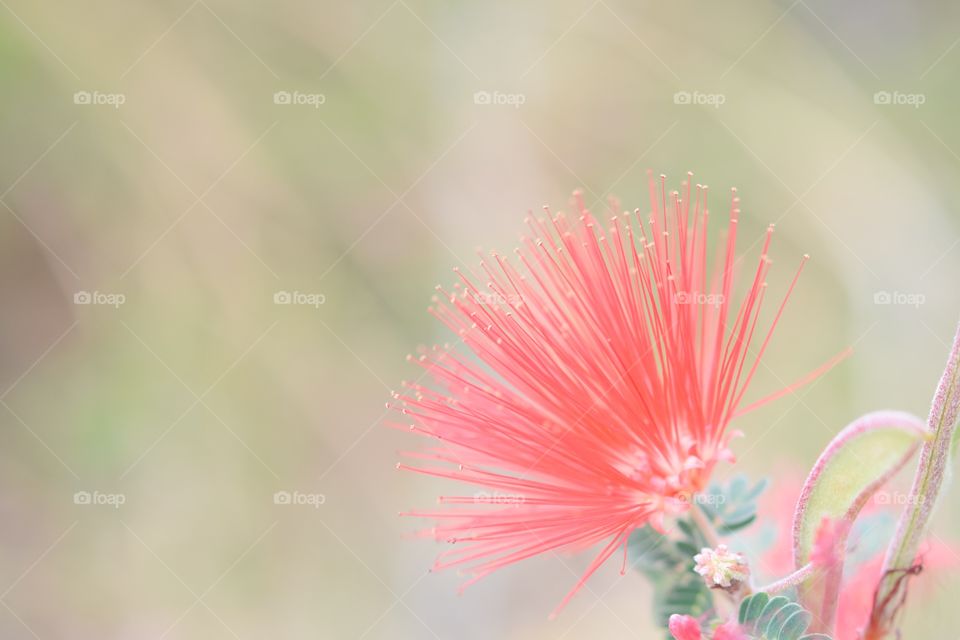 Red abstract flowe
