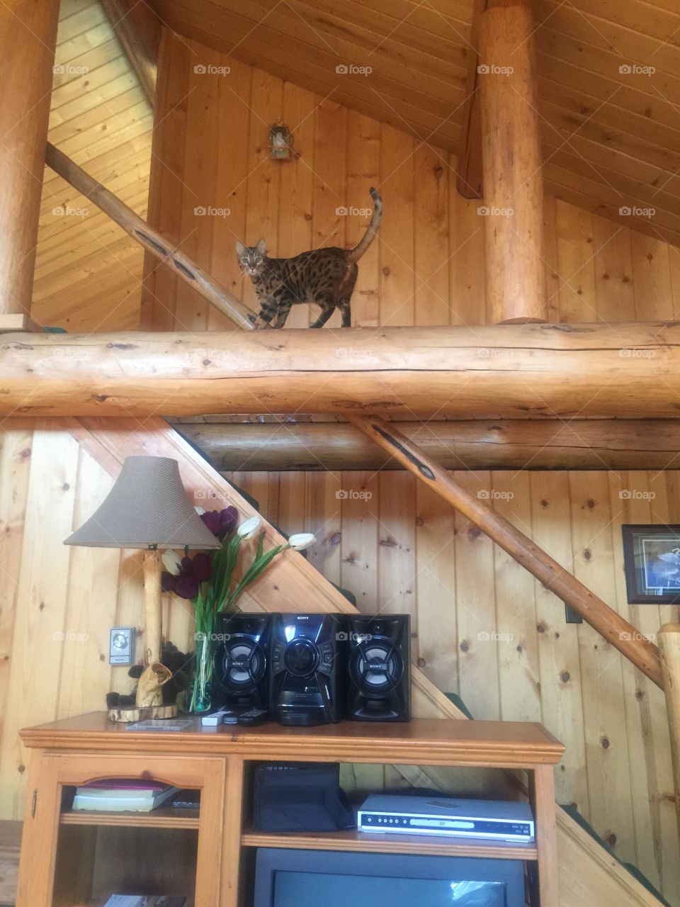 Bengal cat enjoying the log cabin beams. 