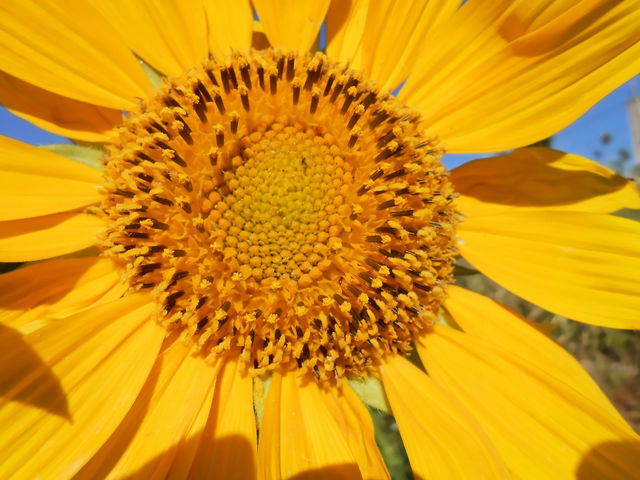Helianthus Annuus