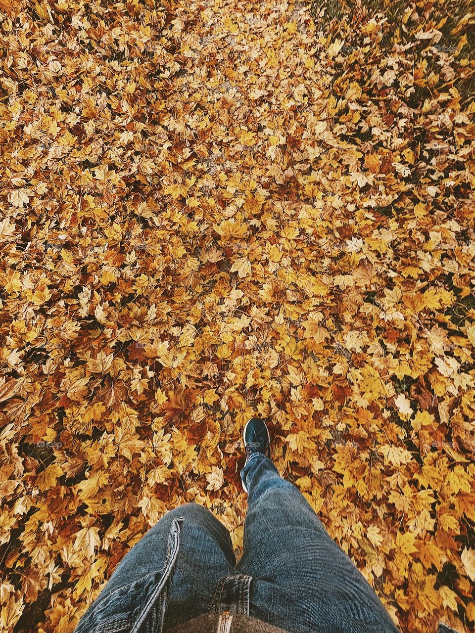Walking through the crunchy leaves of fall, walking in the fall time, leaf covered path, leaves are falling in the Midwest, autumn in the Midwest, colorful fall time 