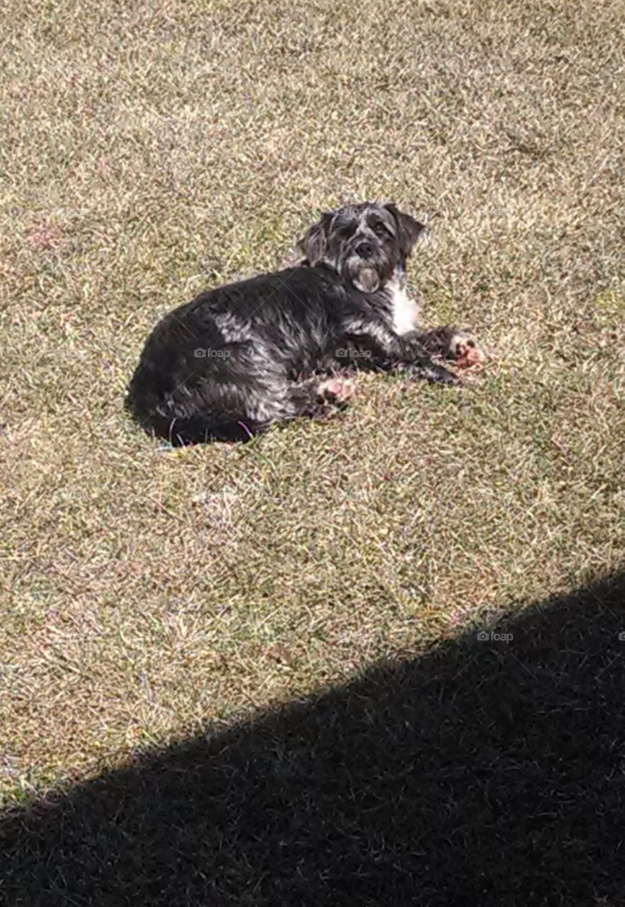 Black dog sun bathing 