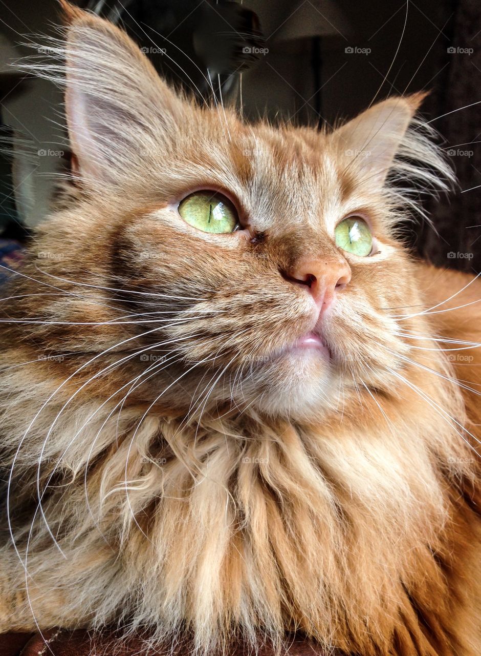 Maine Coon