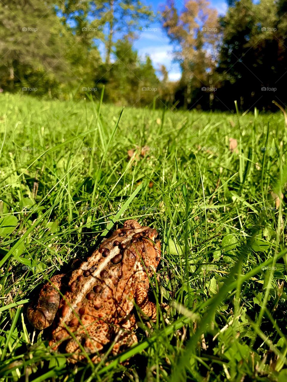 Toad’s point of view 