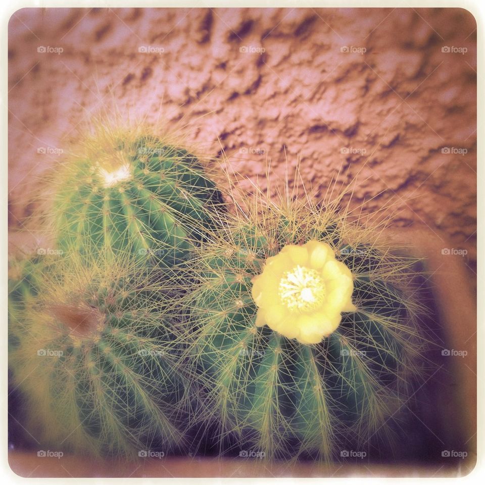 Cactus flower