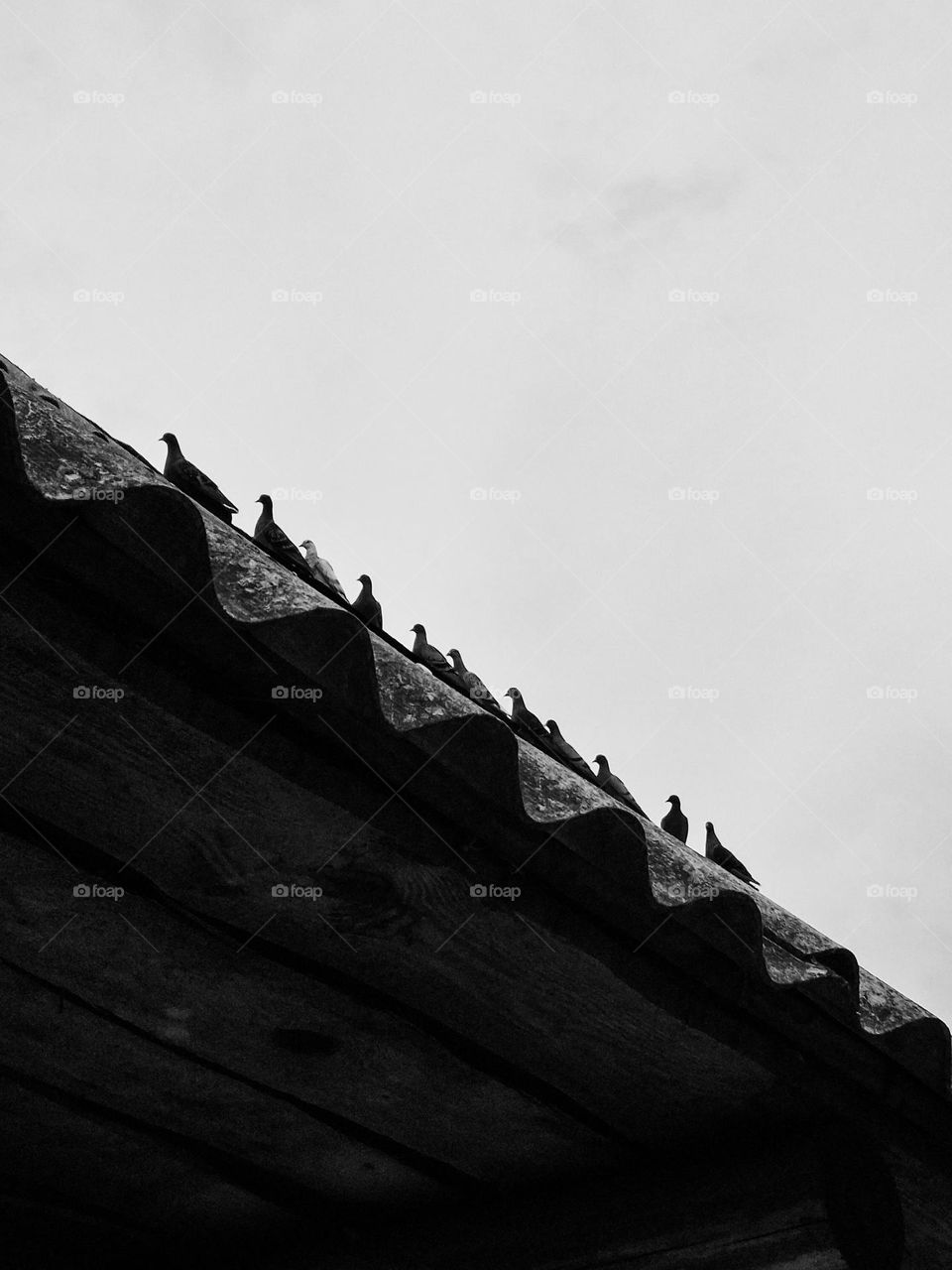 black and white photograph of a tilted composition with birds sitting on the roof of a rural building