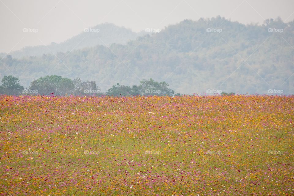 Beautiful flower field