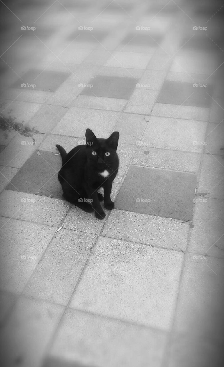 One black furry cat sit and looking #
She is asking: What you want from me