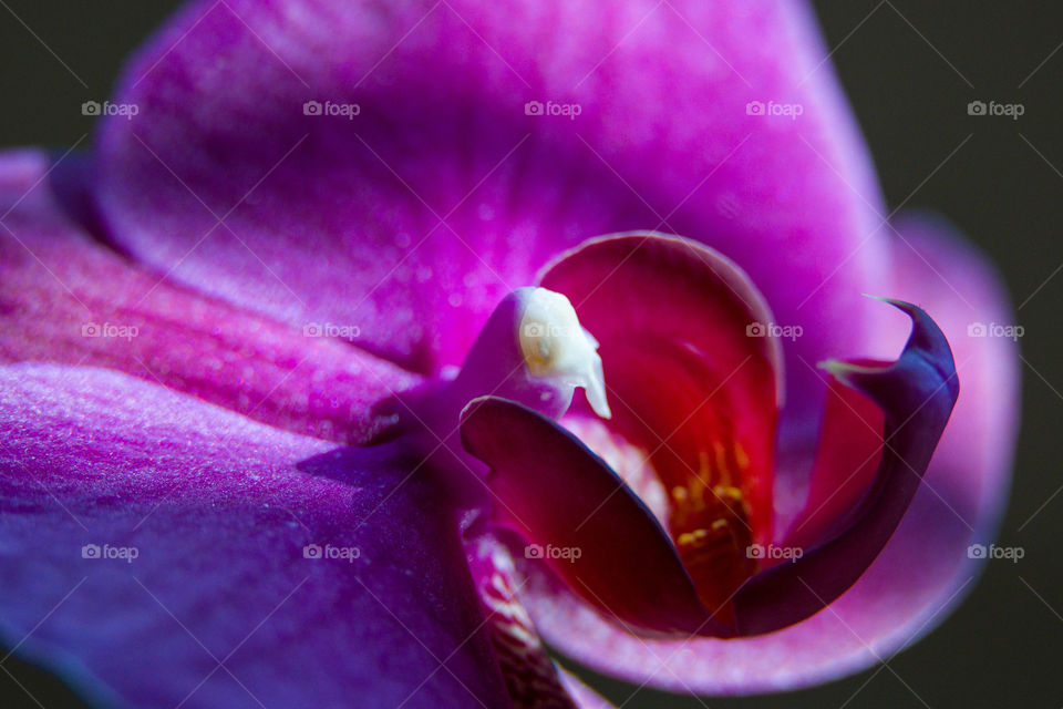 Orchid