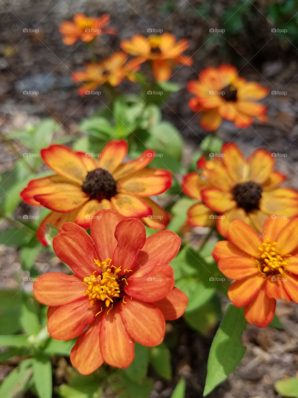 Bright orange flowers