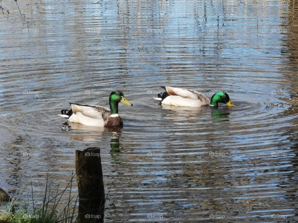 Two male mallards swimming in close proximity on a pool in Upton Country Park, Poole, Dorset, UK