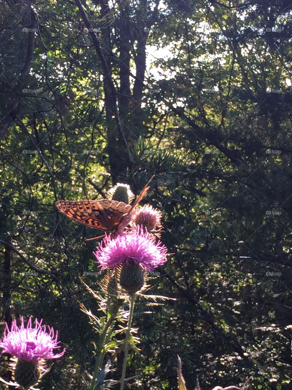 Butterfly on thistle 