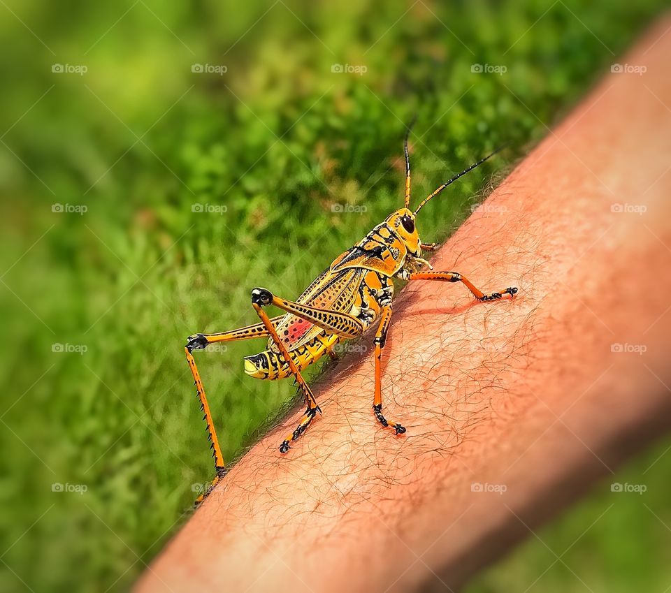 Grasshopper 