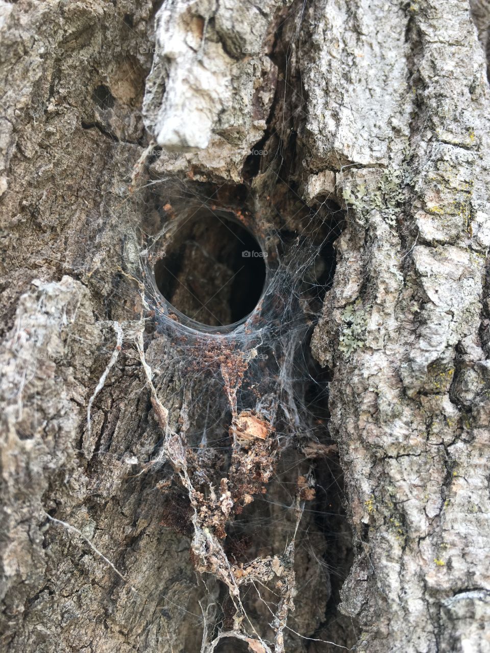 spider hole in maple tree
