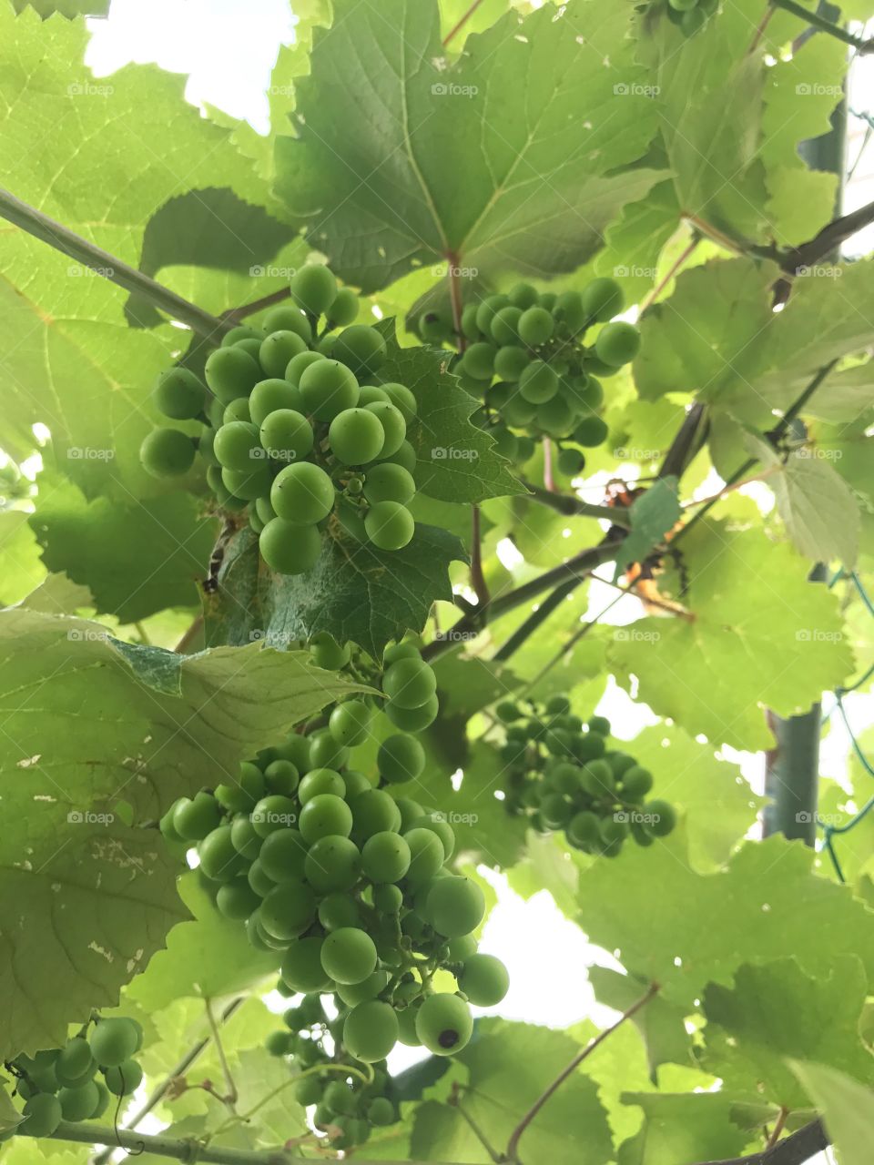 View of green grapes on vine from below