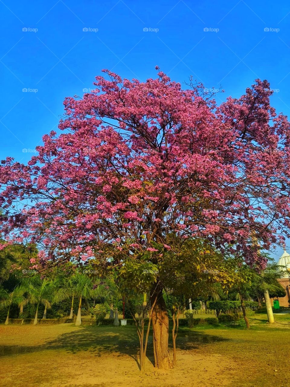 That tree standing tall in the middle of the field looks so majestic and serene. It's like a symbol of strength and tranquility in the vast openness of nature. 🌳✨