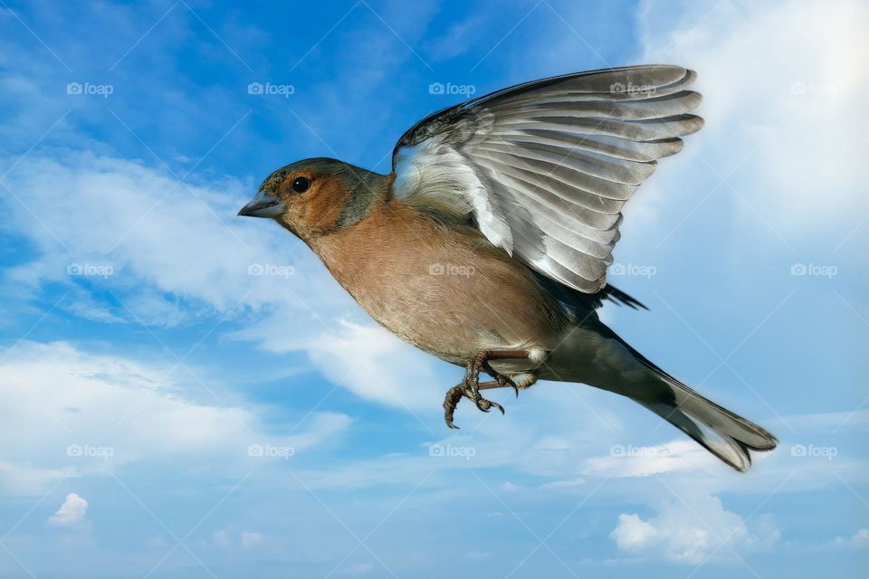 Beautiful and cute bird