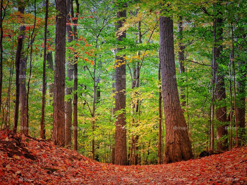 Fall St-Bruno Québec