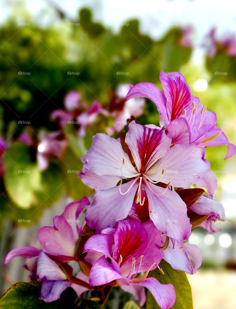 flowers and plants