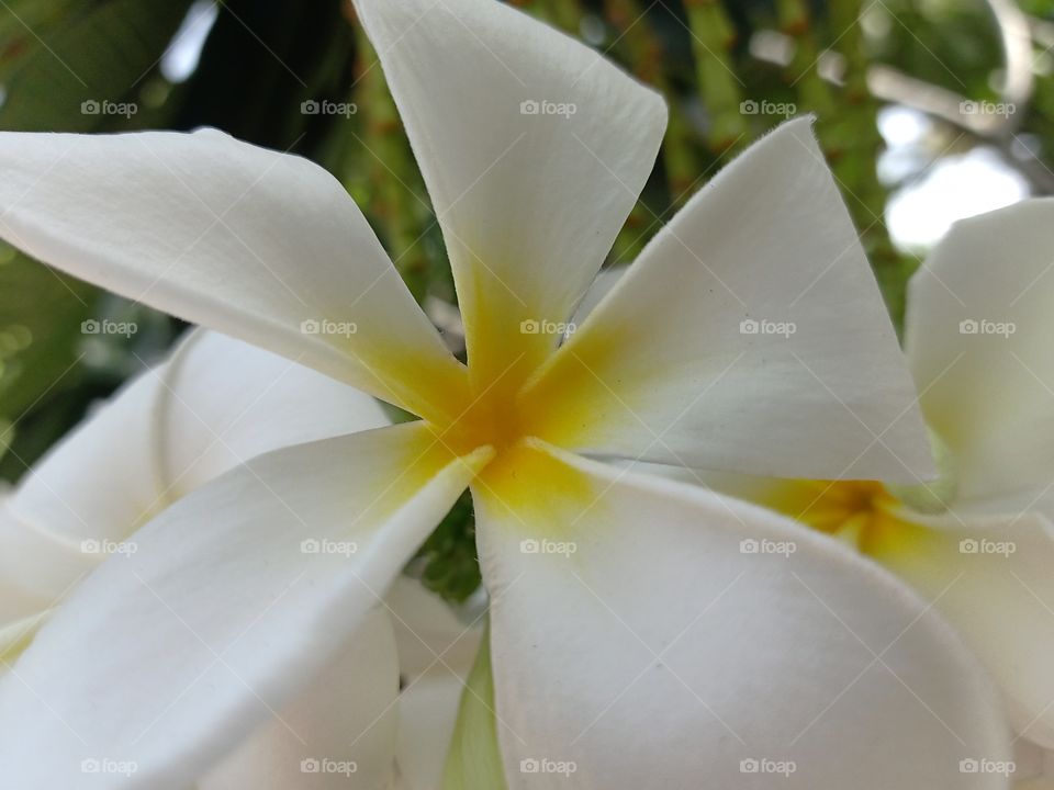 Beautiful Plumeria Flower