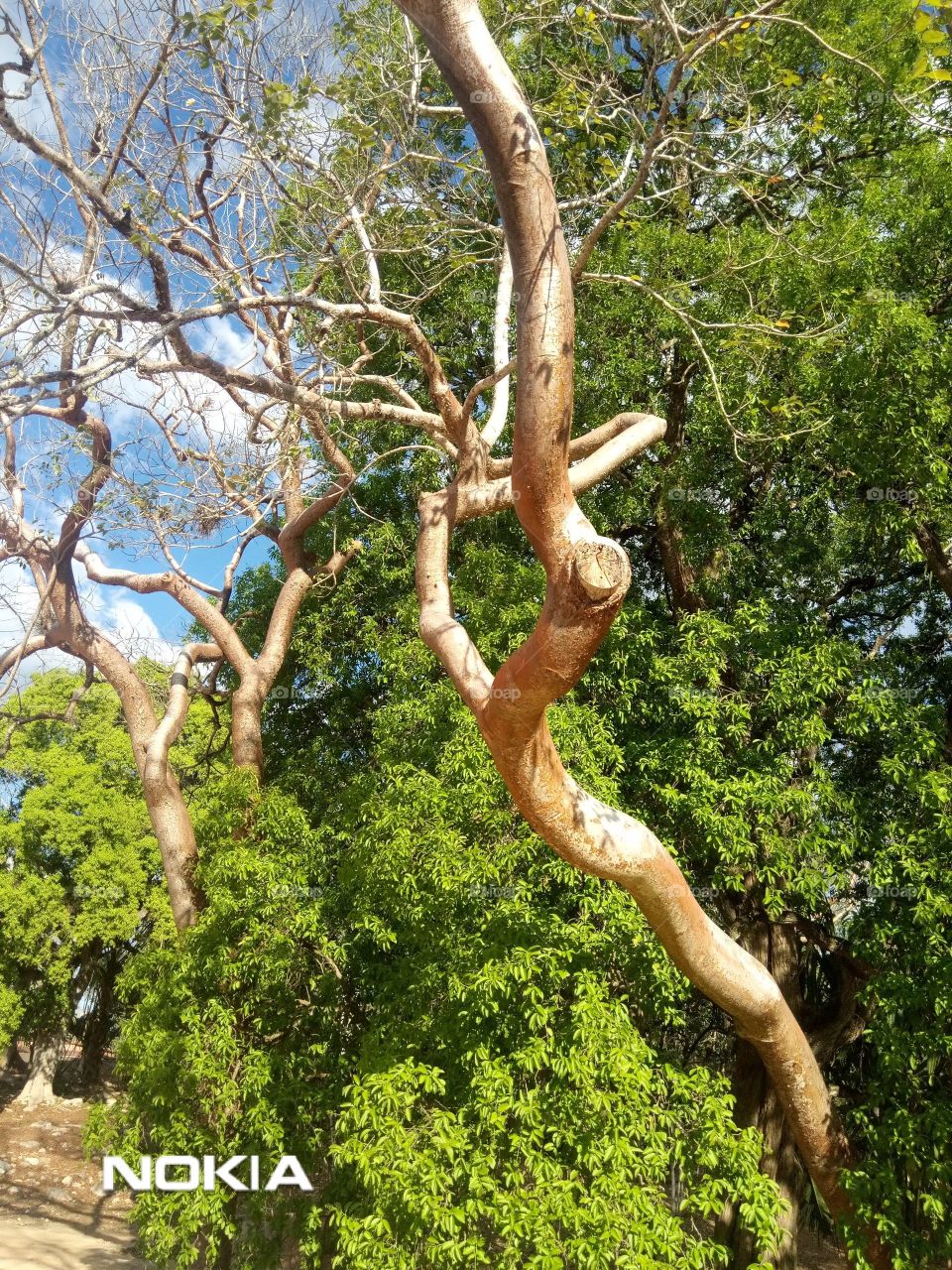 Red Tree Uxmal