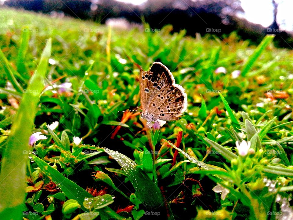 Nature, Garden, Grass, Summer, Outdoors