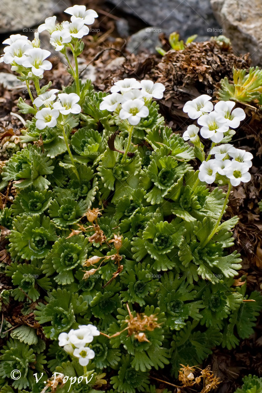 Saxifraga cymosa in Pirin Mt