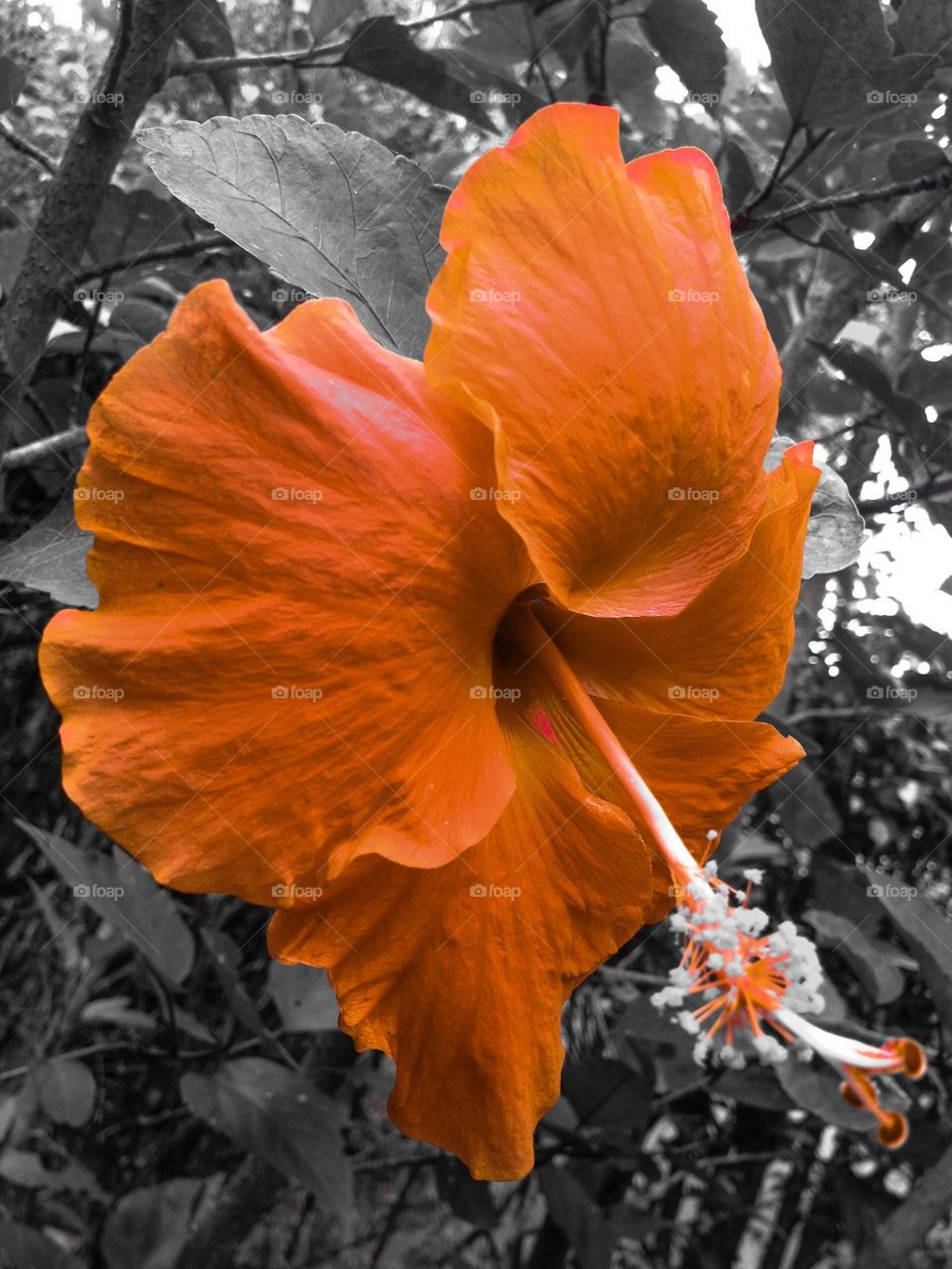 Hibiscus