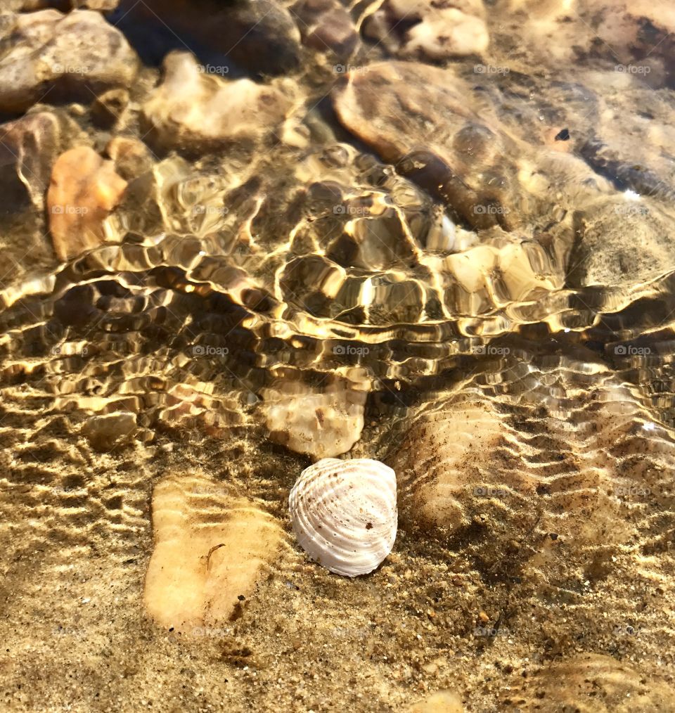 Seashell in Water