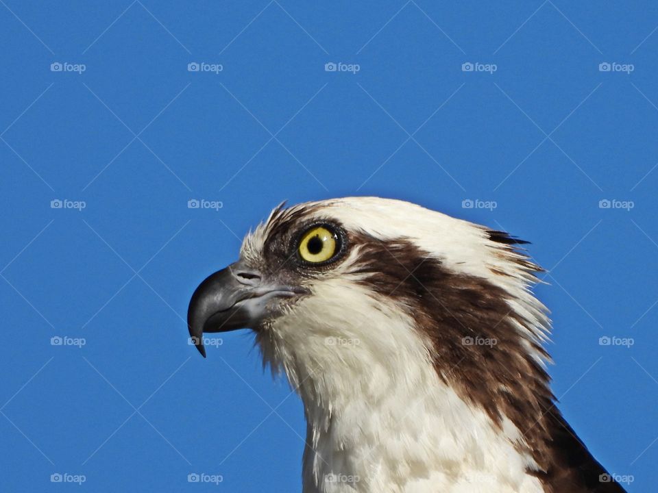 Bird of Prey - The king of the fishermen on the lookout for his next meal. The Osprey has a unique behavior to assist on hunting and catching prey with its sharp beak and sharp talons