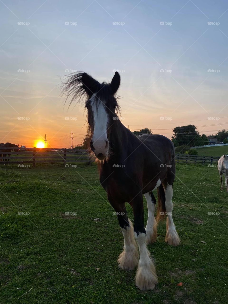 Horses in the sunset 