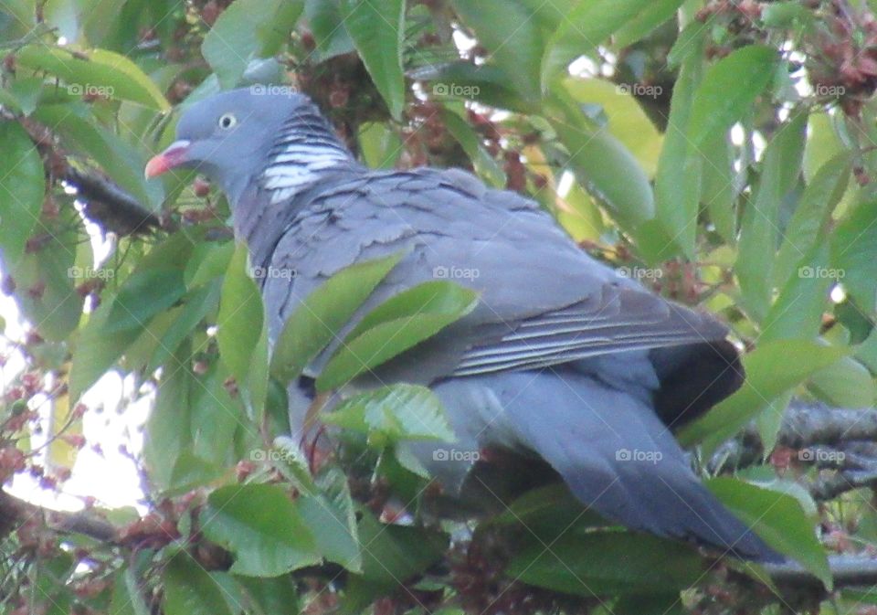 wood pigeon