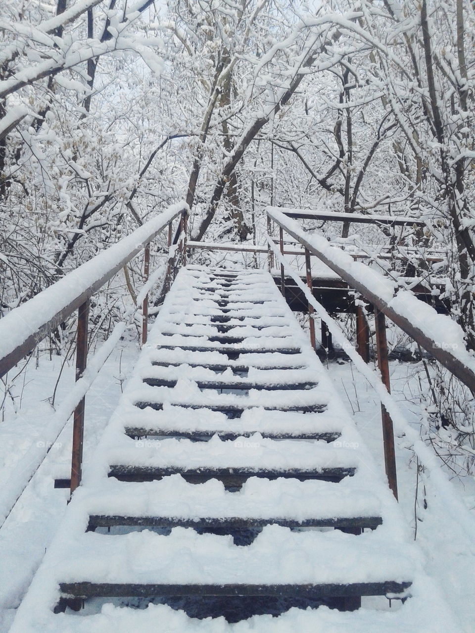 Winter in forest