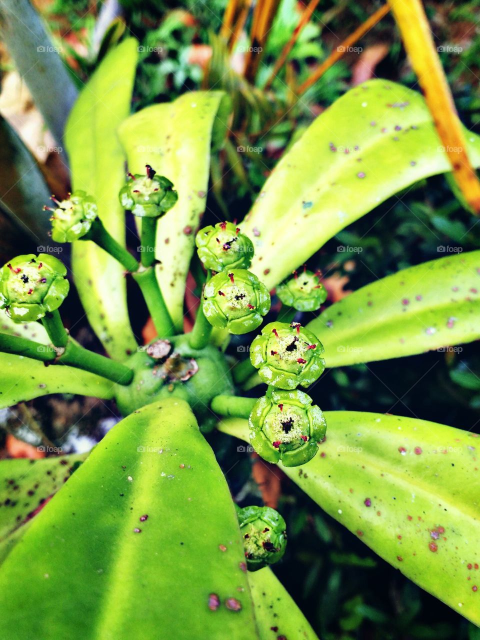 leaf