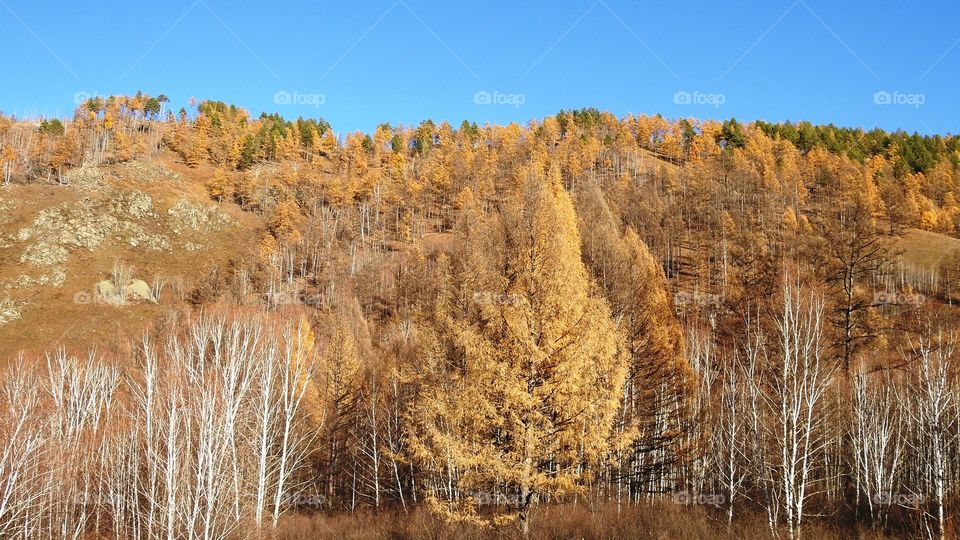Autumn on the spurs of the Chersky ridge. Birch, larch and pine in the valley of the river Zharcha.