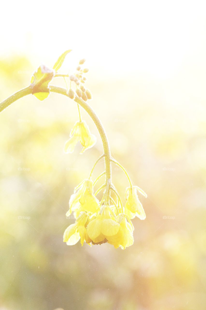 A bright yellow rapeseed oil flower isolated from the rest of a field of oilseed plants