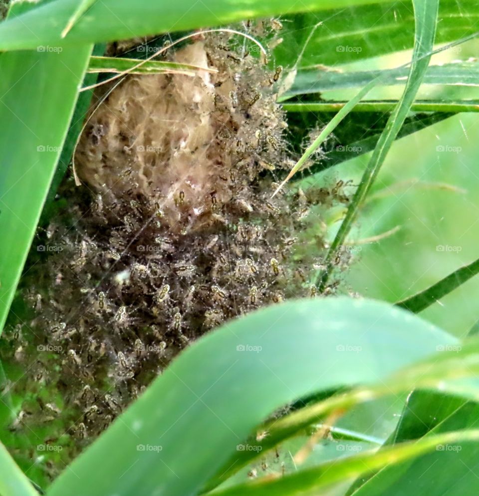 Spider Nest Near The Lake "Spidey Senses"