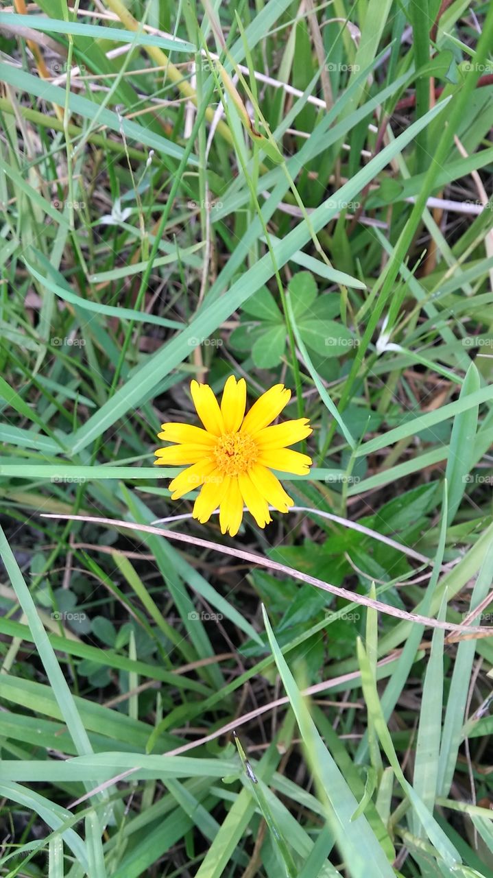 un boton amarillo resplandeciente solitaria en la grama.