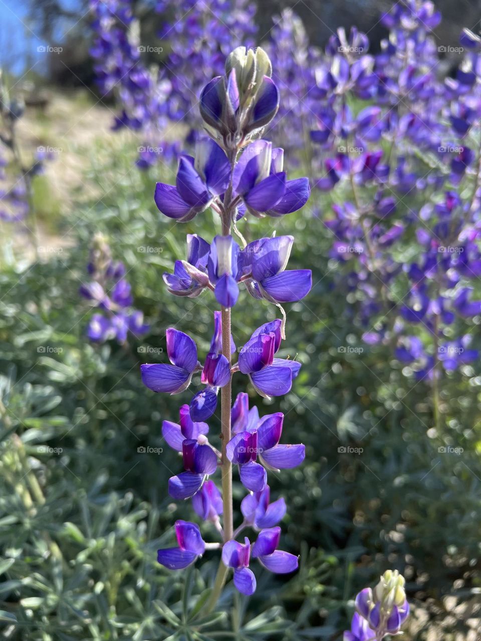 Lupines at Horseshoe Bend Trail