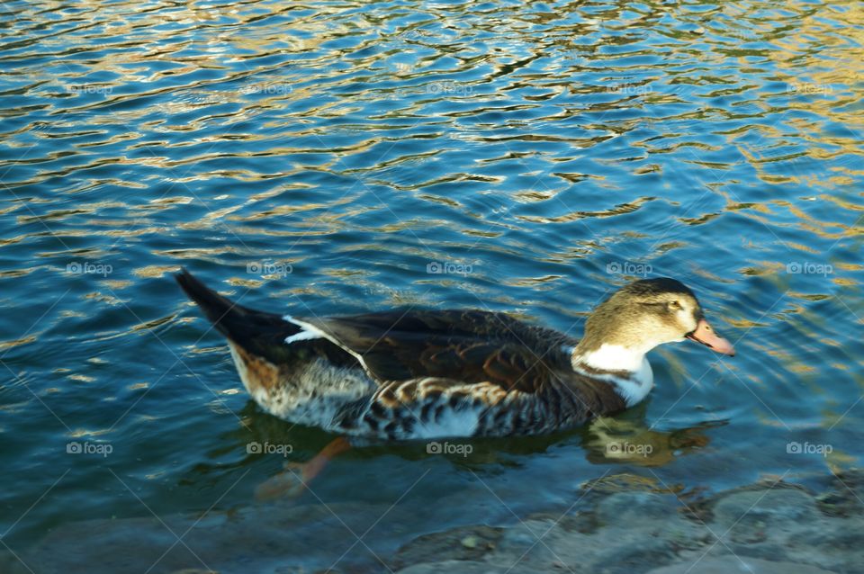 Un pato en el estanque del parque