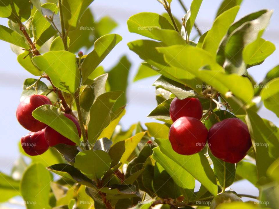 Seems like apples, but.... Is acerola