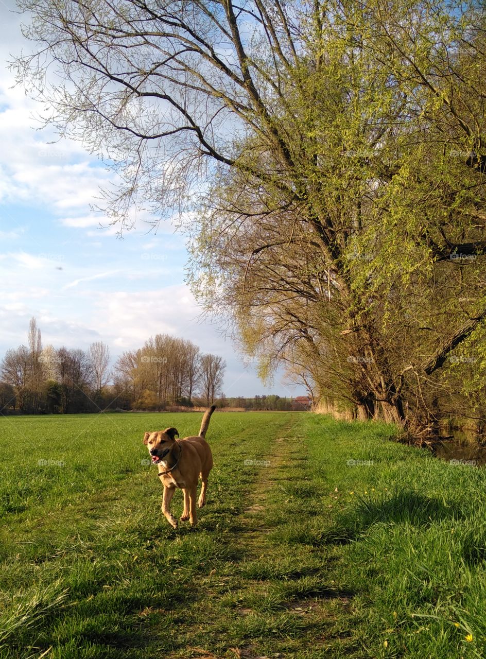 Spring walk with your dog