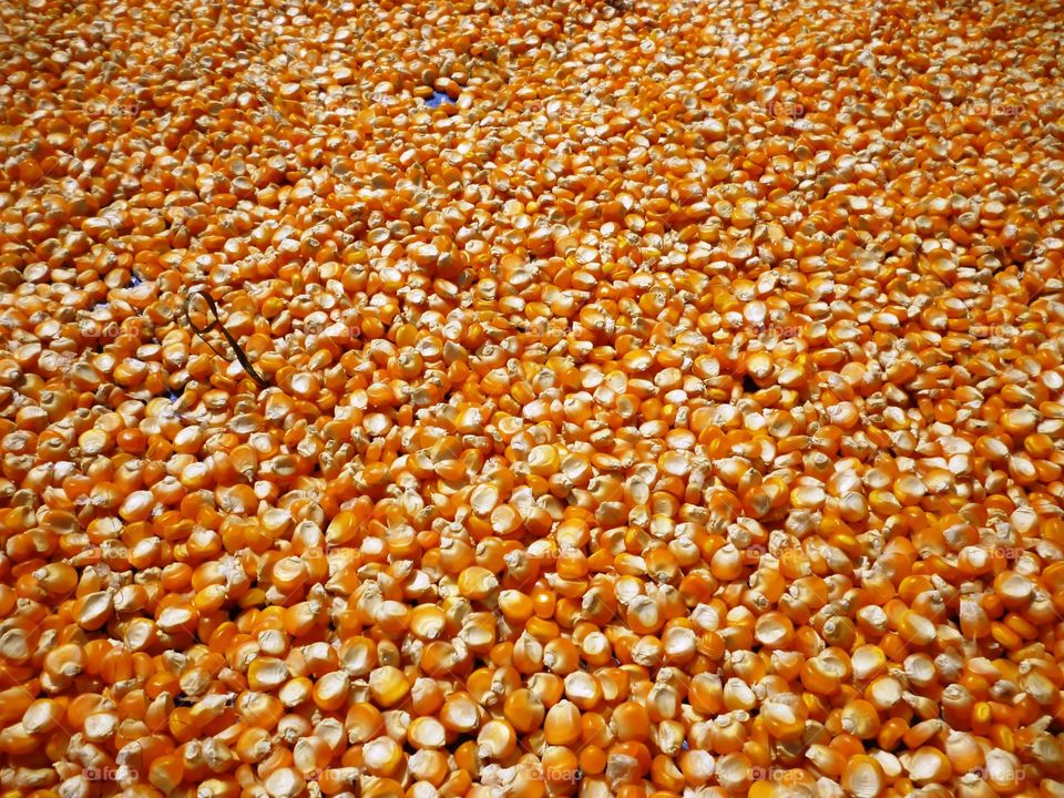 corn pile as background or backdrop